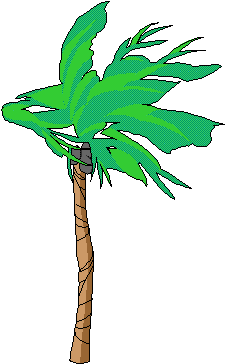 palm